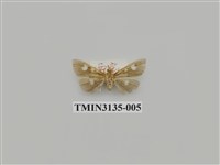 藏品(螟蛾263)的圖片